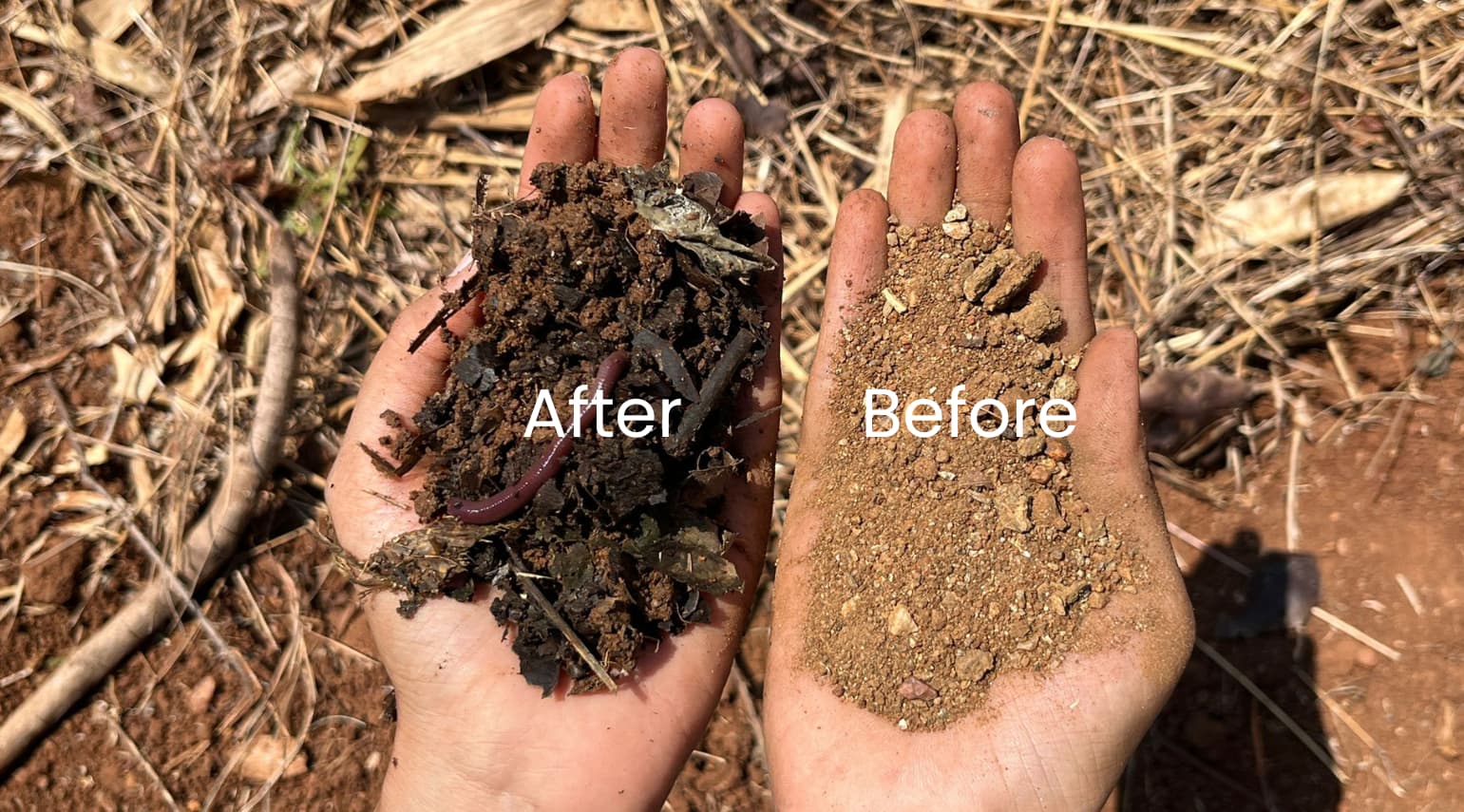 Unique Layered Mulching at Haritachala